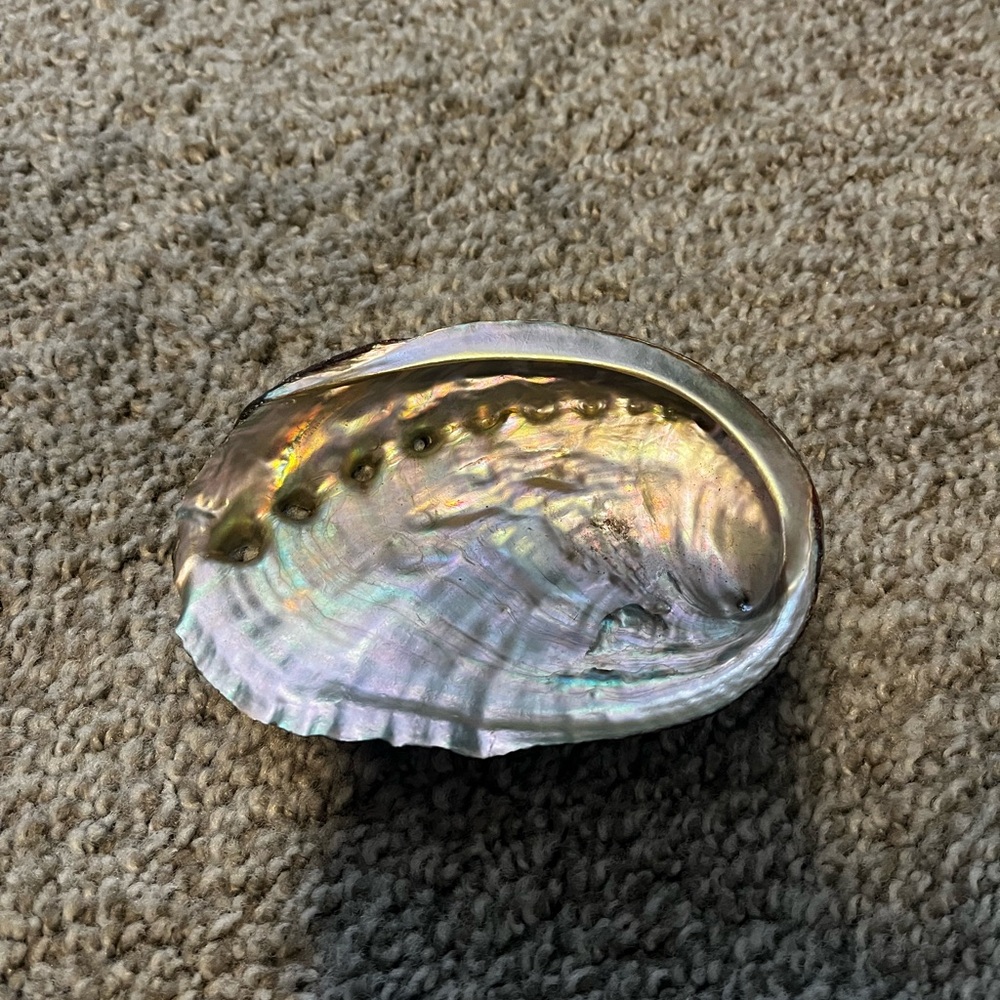 abalone shell